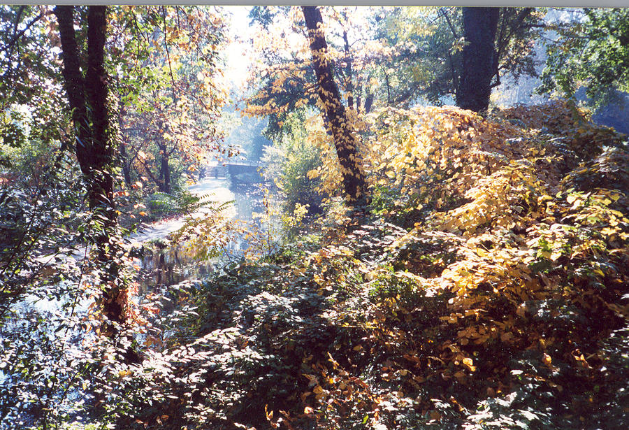 Brandywine Foliage Photograph by Emery Graham