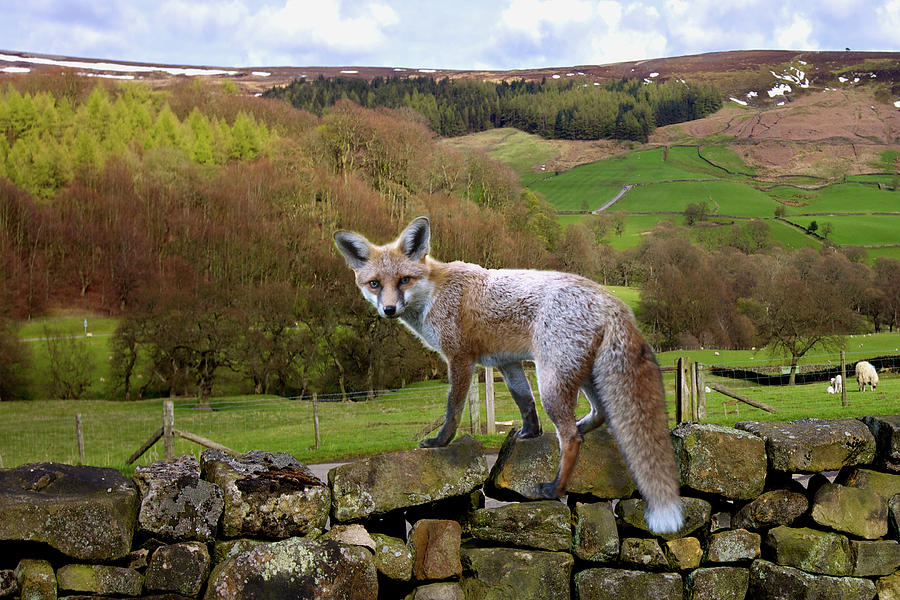 Bransdale Fox Photograph by Mark Egerton