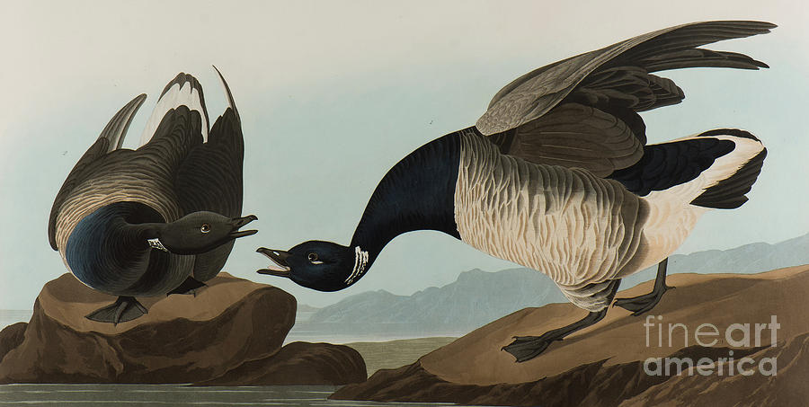 Brant Goose, 1837  Painting by John James Audubon