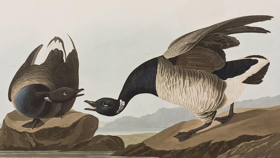 John James Audubon Painting - Brant Goose by John James Audubon