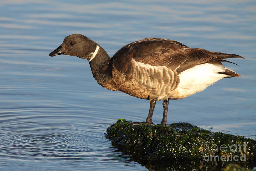 Brant Leaning Over Water Photograph by Max Allen