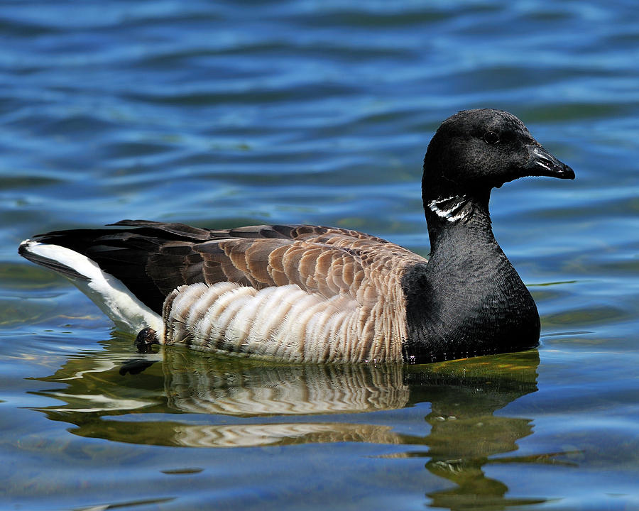 Brant Photograph by Tony Beck