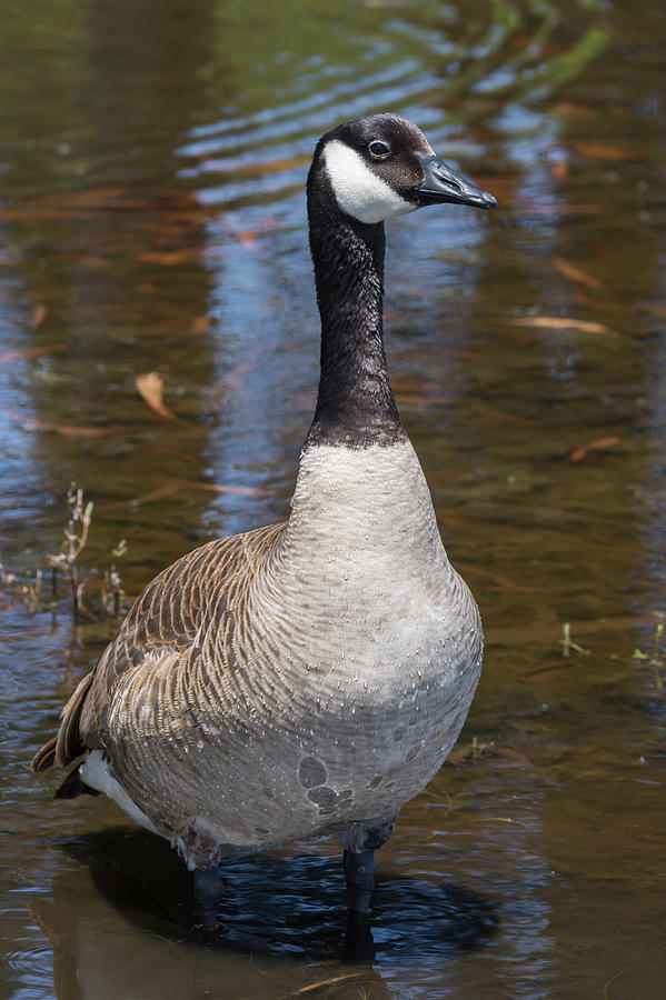 Branta Photograph by Bruce Frye