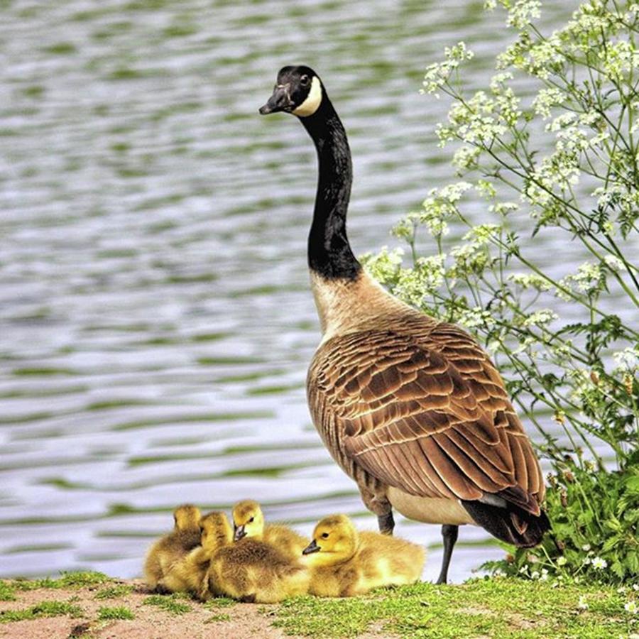 Geese Photograph - Branta Canadensis

#canadagoose by John Edwards
