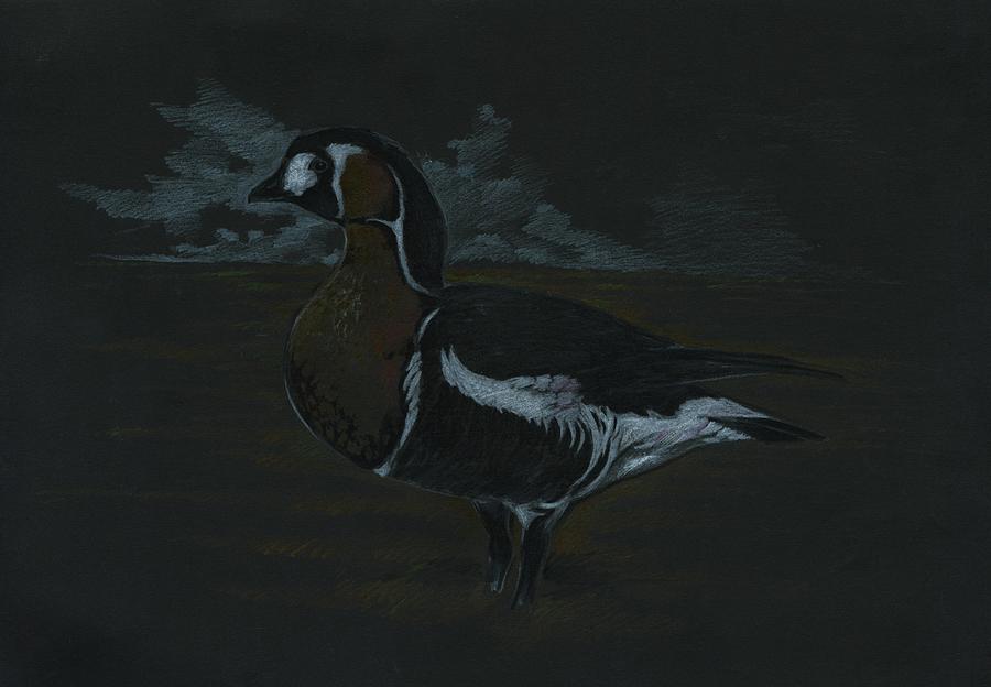 Goose Drawing - Branta rufficolis by Krzysztof Wielkopolski