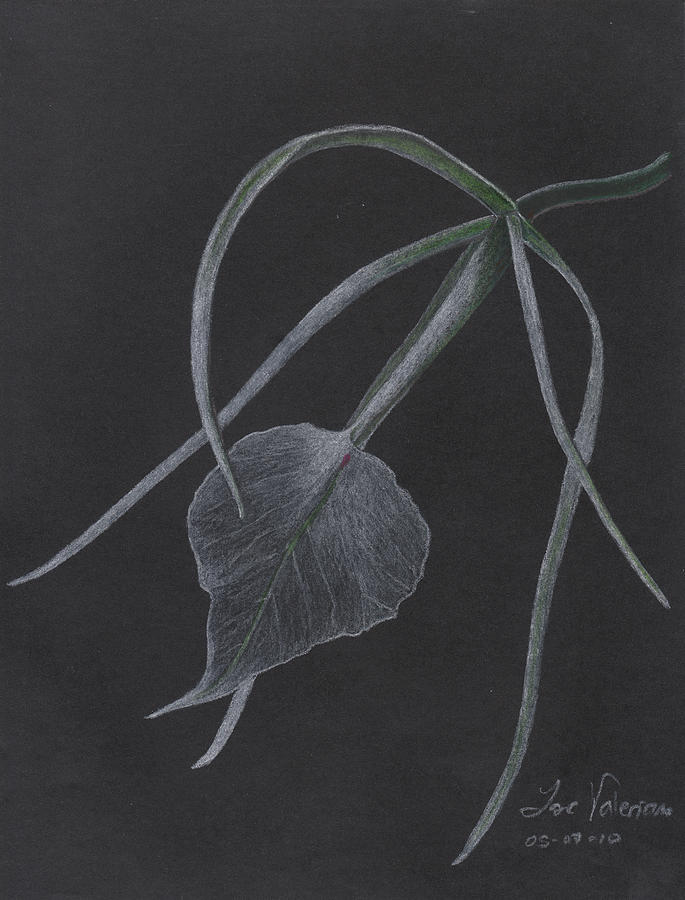 Brassalove Nordosa Orchid Pastel by Martin Valeriano