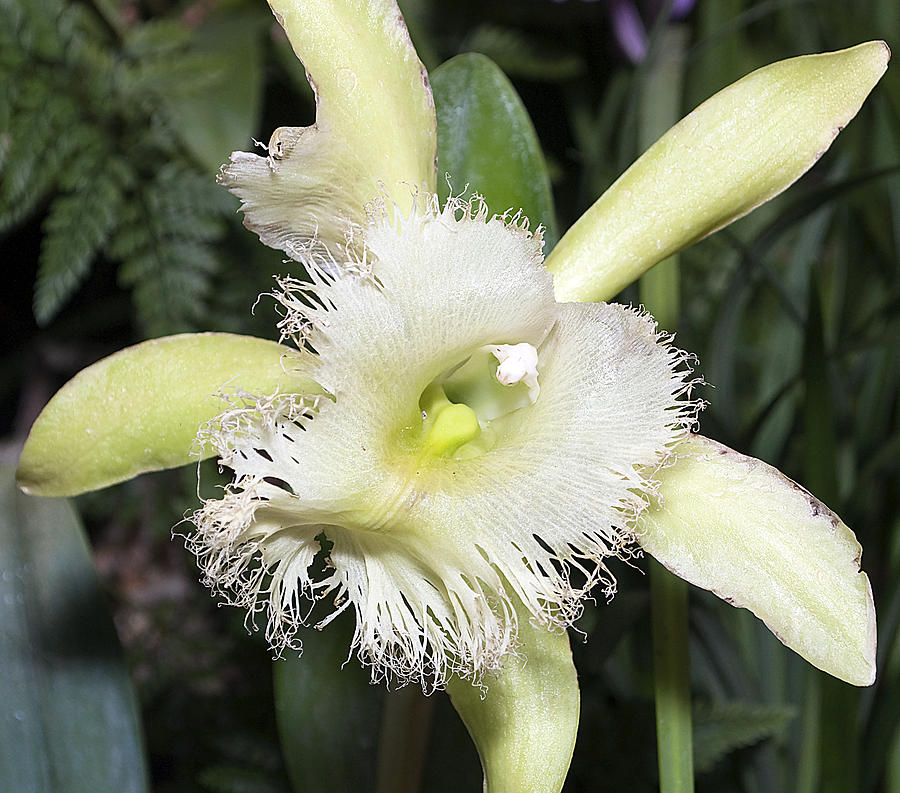 Brassavola Orchid Photograph by Kenneth Albin