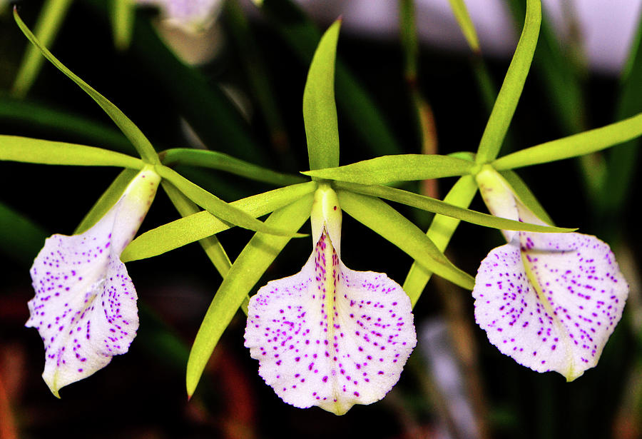 Brassocattleya - Green Bird Orchid 002 Photograph by George Bostian