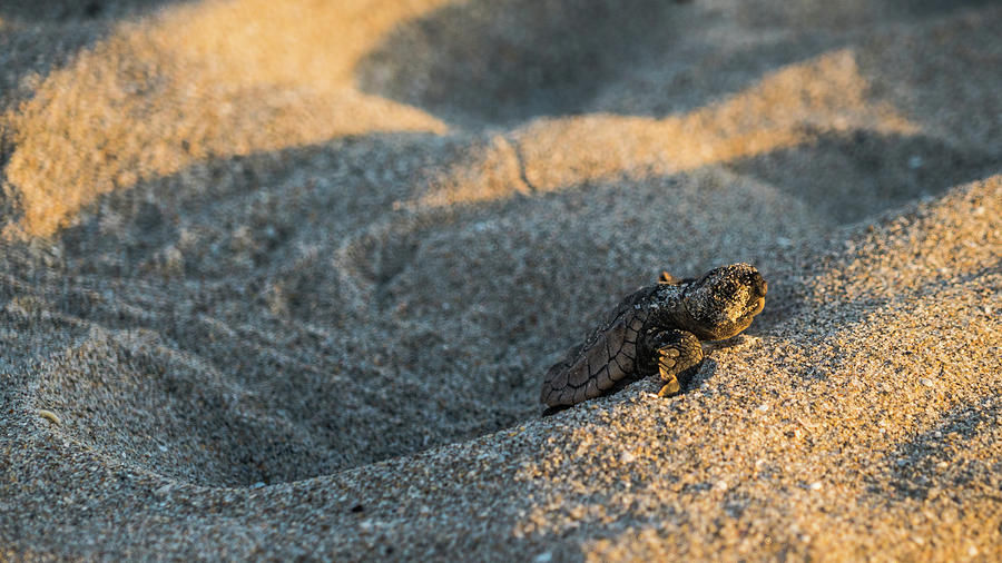 Brave Beginnings Sea Turtle Hatchling Delray Beach Florida Photograph by Lawrence S Richardson Jr
