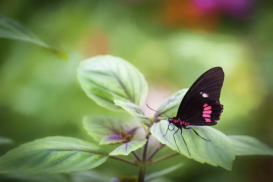 Brave Butterfly  Photograph by Cindy Lark Hartman