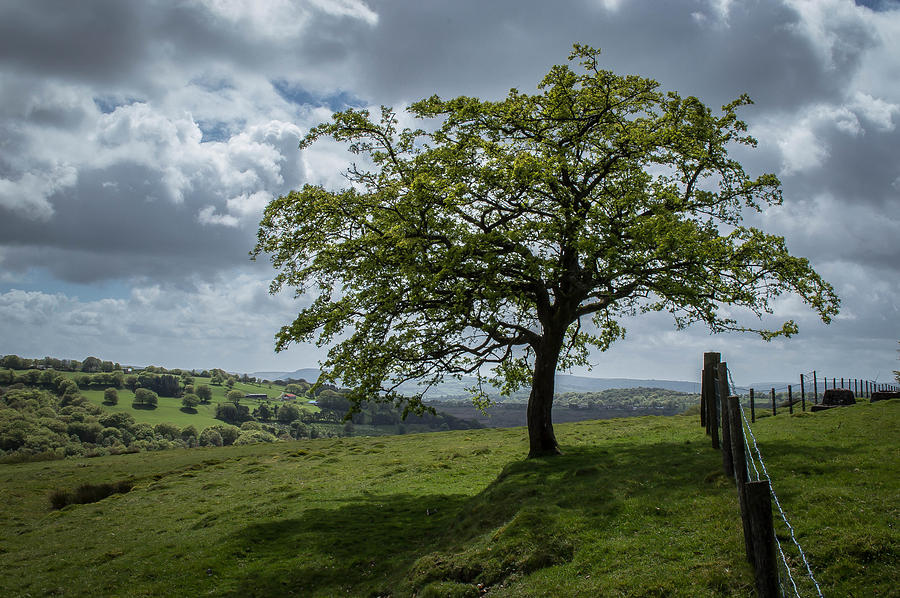 Brave Photograph by Mark Gullick | Fine Art America