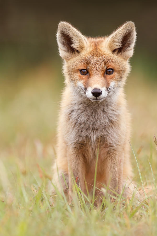 Animal Photograph - Brave New Fox Kit by Roeselien Raimond