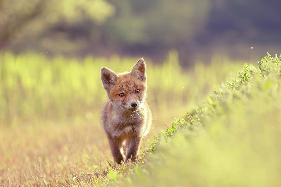 Animal Photograph - Brave New Kit - Baby fox exploring the world by Roeselien Raimond