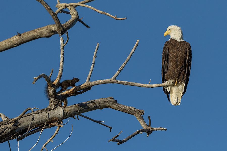 Brave Squirrel Confronts a Bald Eagle Photograph by Tony Hake