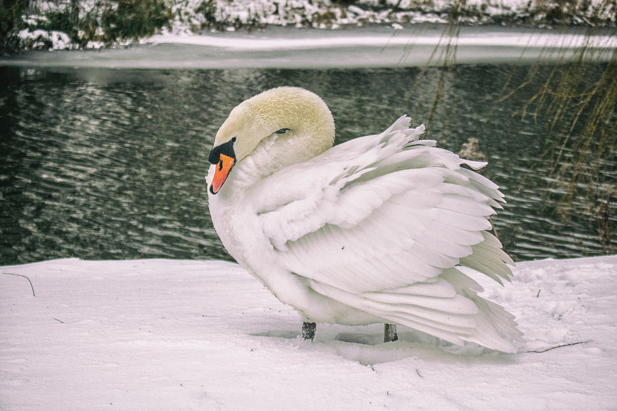 Braving The Cold Photograph By Martin Newman | Fine Art America