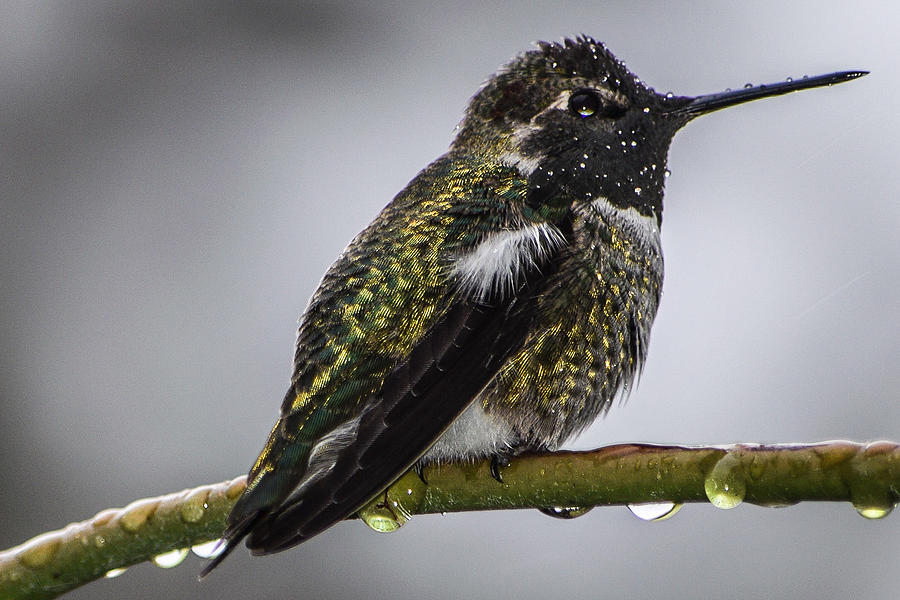 Braving the Elements Photograph by David Plank - Fine Art America