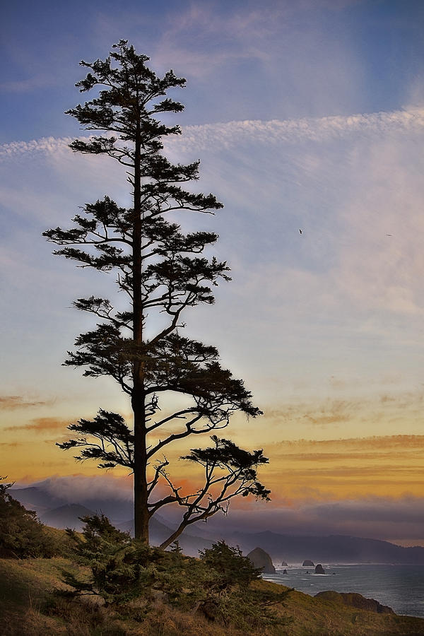 Braving The Wind Photograph by Ilona M LaRue | Fine Art America