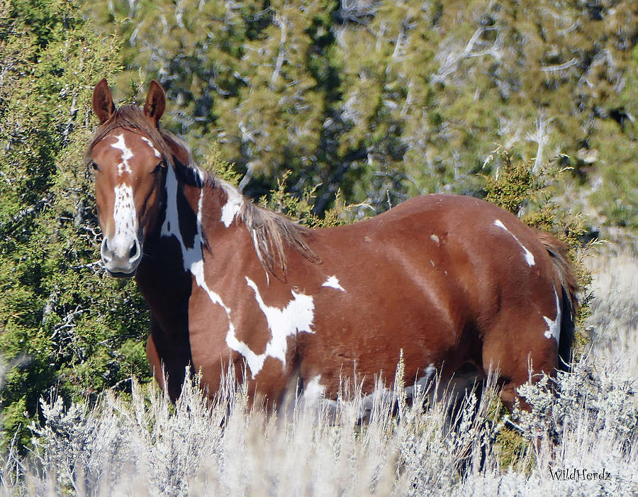 Brayley Photograph by Wild Herdz - Fine Art America