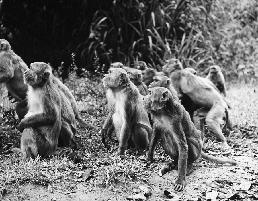 Brazil: Monkeys Photograph by Granger - Pixels Merch