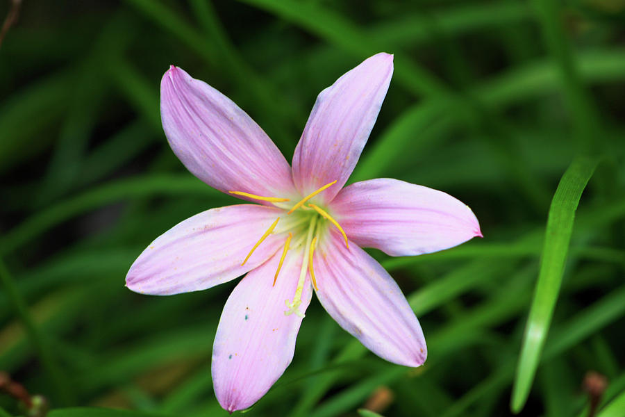 Brazilian Copper Lily Photograph by Selena Lorraine | Pixels