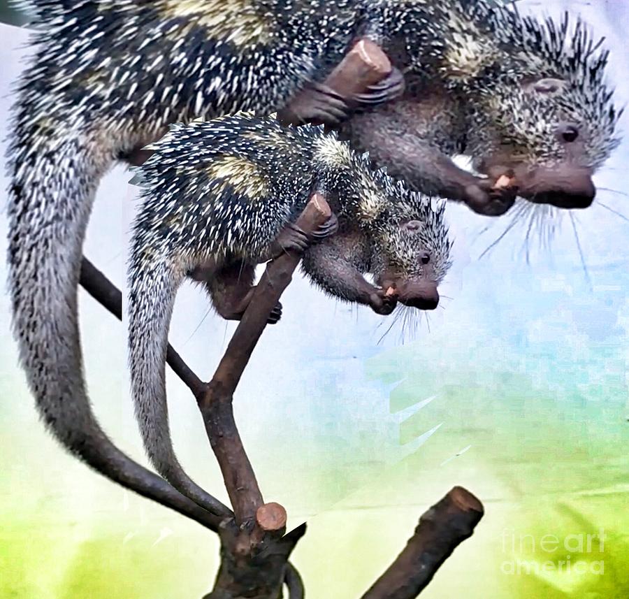 Brazilian Porcupine Photograph