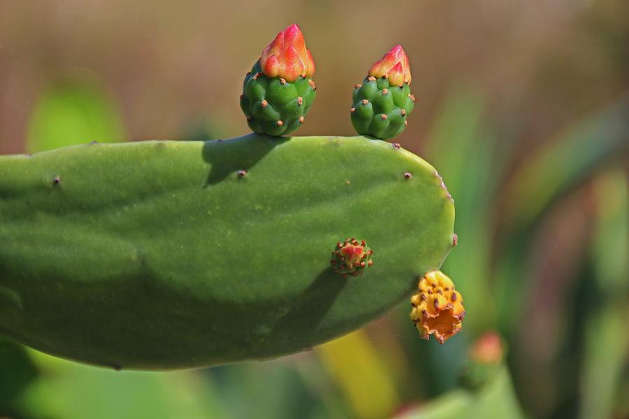 Brazilian Prickly Pear Photograph by Michiale Schneider