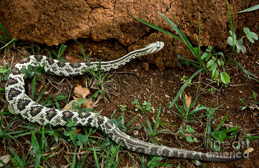 Brazilian Rattlesnake Photograph by Dant Fenolio