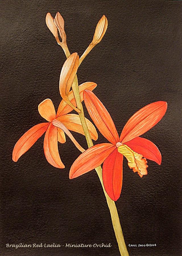Brazilian Red Laelia-Miniature Orchid Painting by Carol Sabo