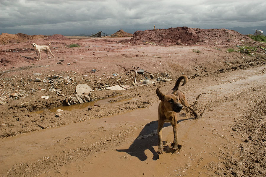 Wild Dogs Photograph - Brazilian Stray Dogs by Colleen Joy Wild Dogs Photograph - Brazilian Stray Dogs by Colleen Joy
