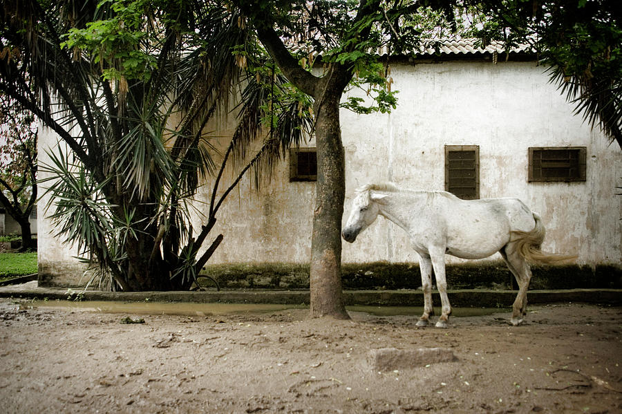 Brazil Photograph - Brazilian Stray Horse by Colleen Joy Brazil Photograph - Brazilian Stray Horse by Colleen Joy