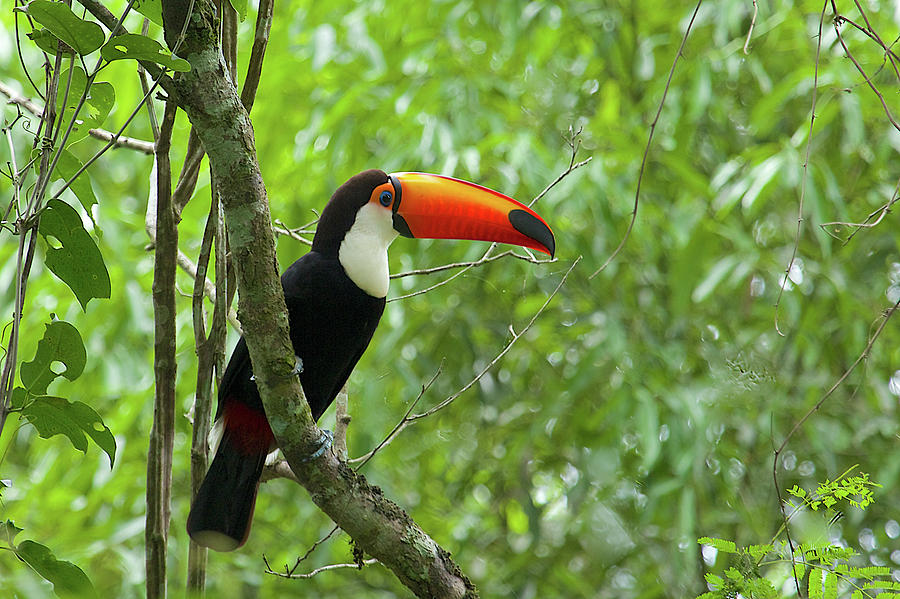 Brazilian Toco Toucan Photograph by Candice Zee - Fine Art America