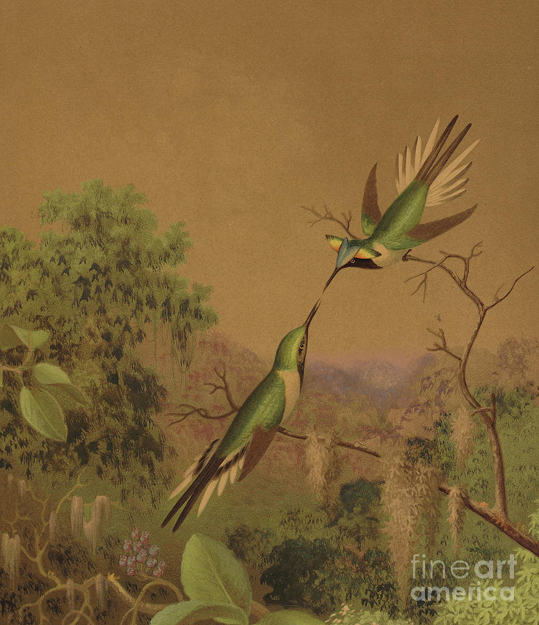 Martin Johnson Heade Painting - Brazlilian hummingbirds IV by Martin Johnson Heade