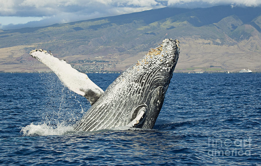 Whale Photograph - Breach near Maui II by Dave Fleetham - Printscapes