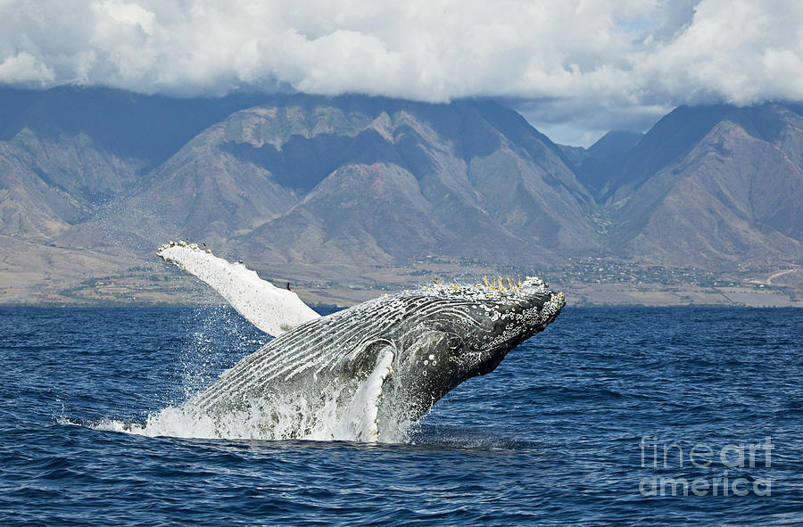 Whale Photograph - Breach near Maui III by Dave Fleetham - Printscapes