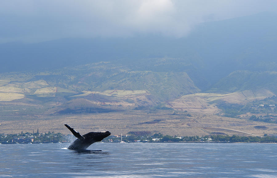 Breaching humpback Photograph by Jennifer Ancker