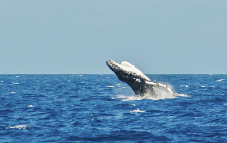 Breaching Humpback Off Bermuda Photograph by Jeff at JSJ Photography