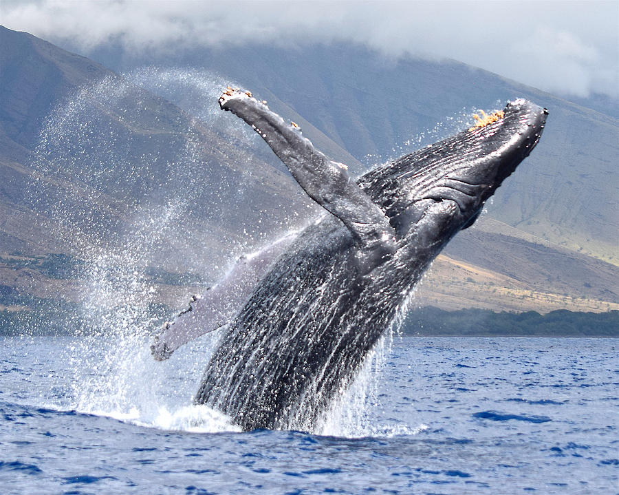 Breaching Humpback Photograph by Robert Coffey - Fine Art America