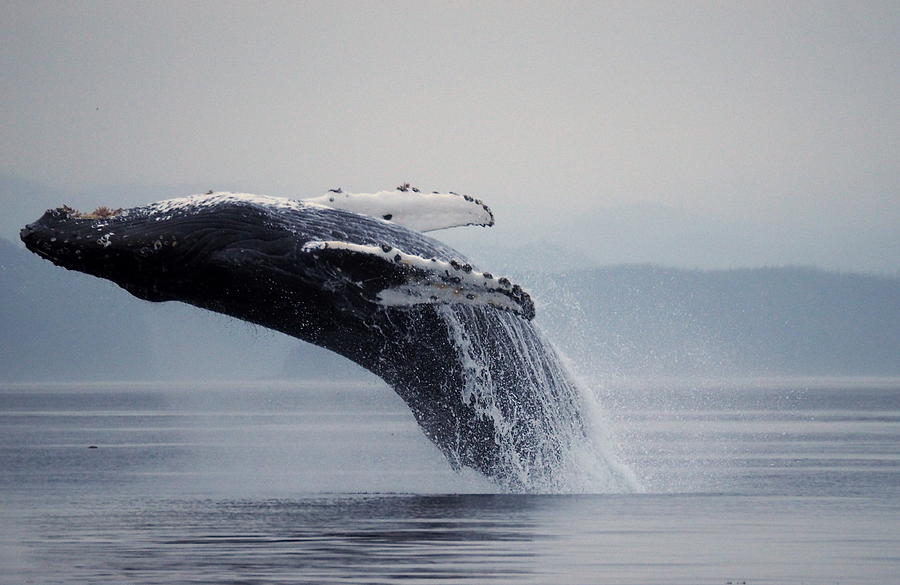Breaching Humpback Whale Photograph by Darrell MacIver