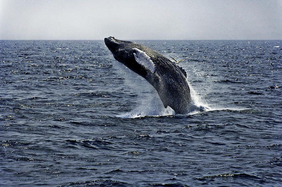 Breaching Humpback Whale in the Deep Blue Sea, Gloucester, ME, Atlantic Ocean Photograph by