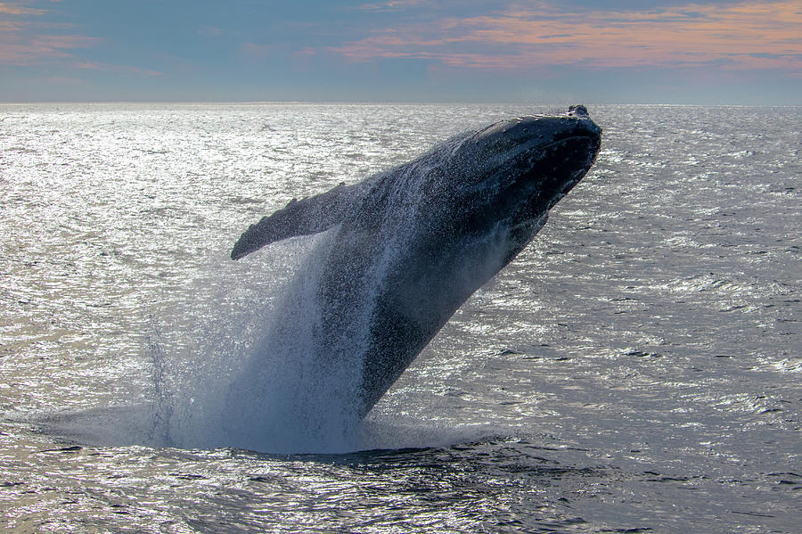 Breaching Humpback Whale, Monterey Bay Photograph by Randy Straka ...