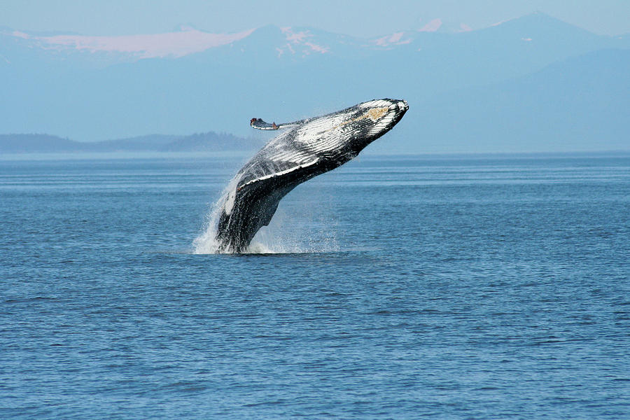 Breaching humpback whales Happy-3 Photograph by Steve Darden