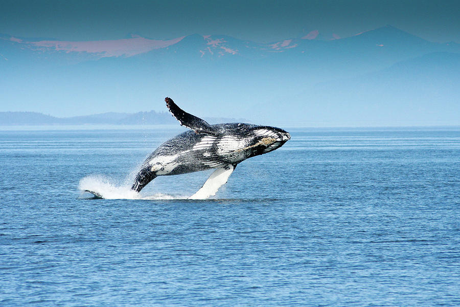 Breaching humpback whales Happy-4 Photograph by Steve Darden