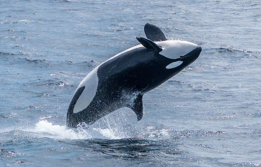 Breaching Killer Whale Monterey Bay 4 Photograph by Randy Straka