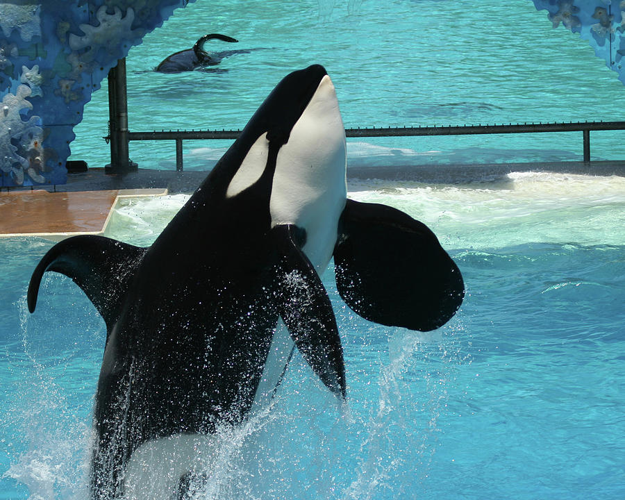 Breaching Orca Photograph by Derrick Neill | Fine Art America