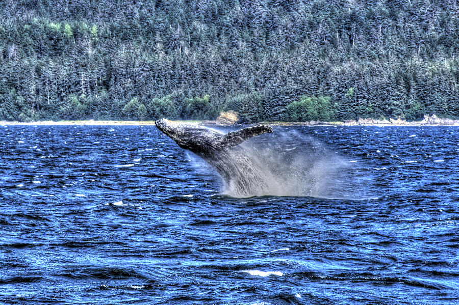 Whale Photograph - Breaching Whale 2 by Richard J Cassato