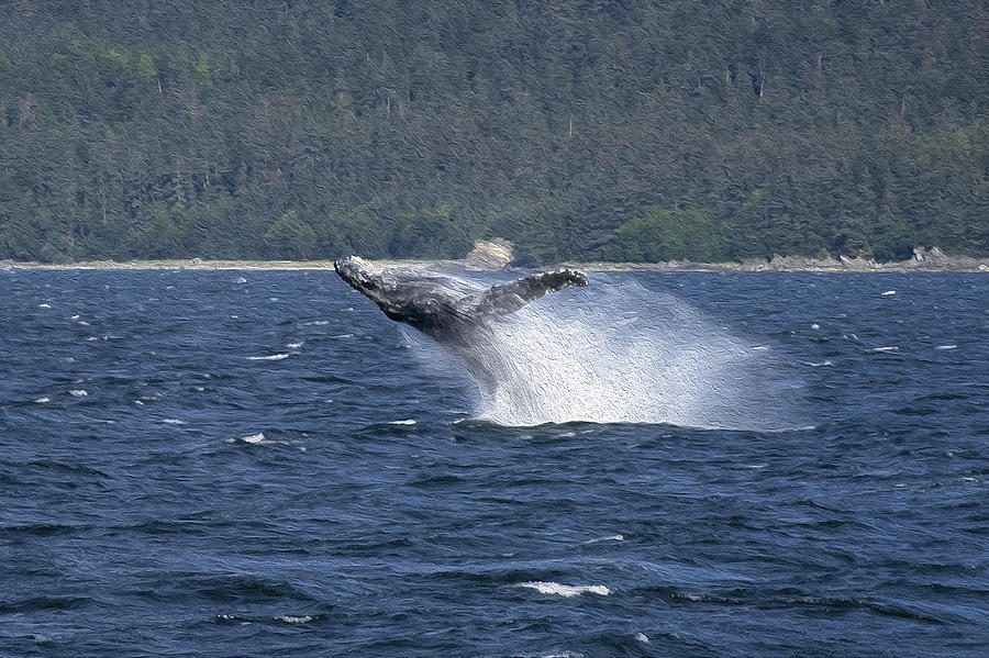 Whale Photograph - Breaching Whale Paint by Richard J Cassato