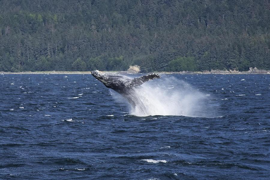 Whale Photograph - Breaching Whale. by Richard J Cassato