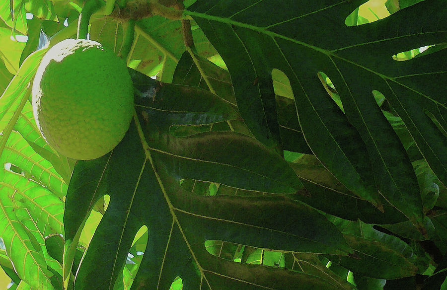 Breadfruit Photograph - Breadfruit by James Temple