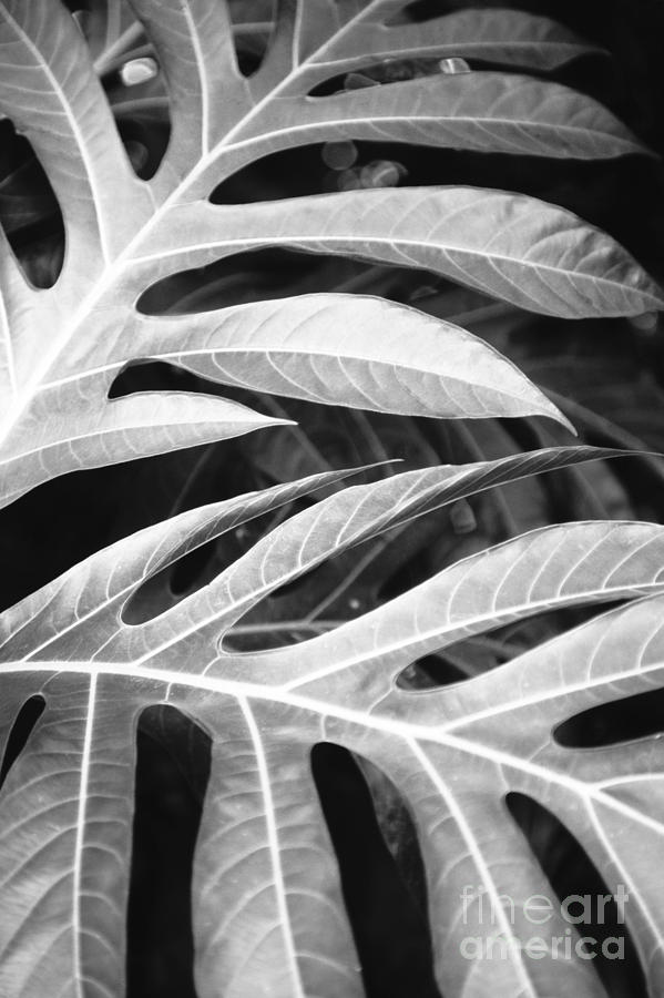 Pattern Photograph - Breadfruit Tree Leaves by Dana Edmunds - Printscapes
