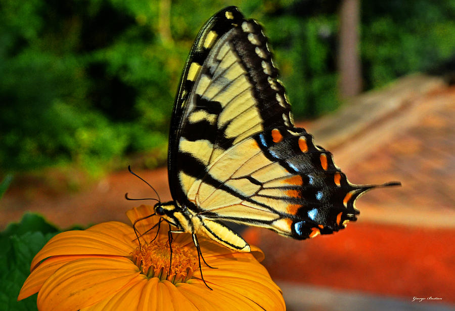 Breakfast At The Gardens - Swallowtail Butterfly 005 Photograph by George Bostian